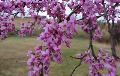 Eastern Redbud / Cercis canadensis 